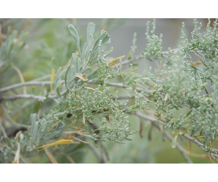 Western Sagebrush